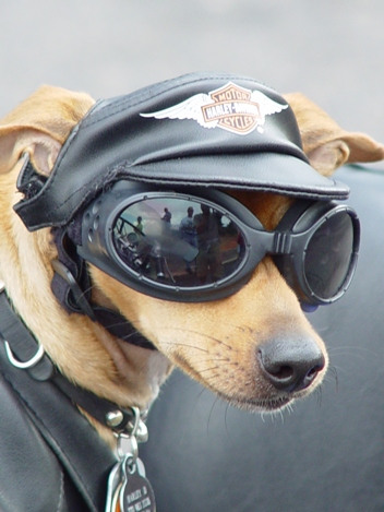 Dog picture biker